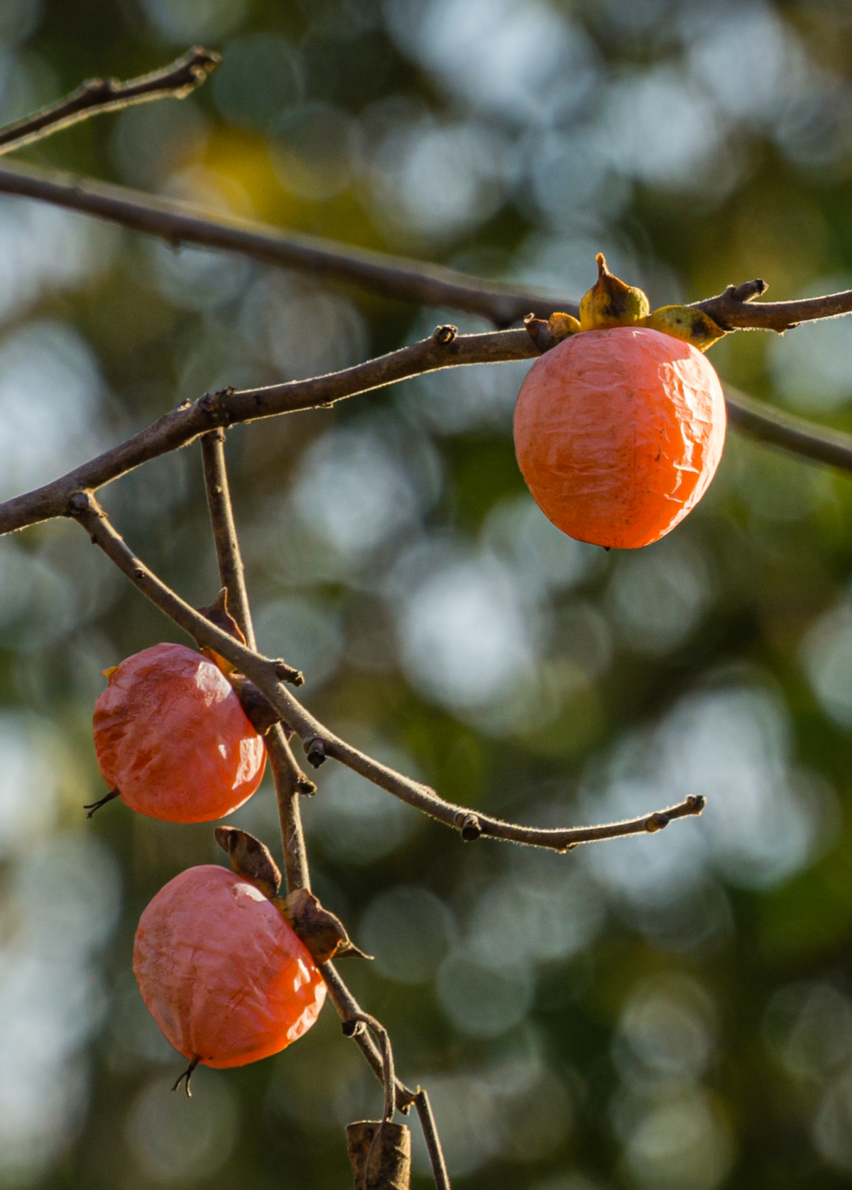 Persimmon Seedling 3-inch Florida Native Diospyros virginiana - Sweet Orange Fruits, Frost Tolerant, Ideal for Food Forests