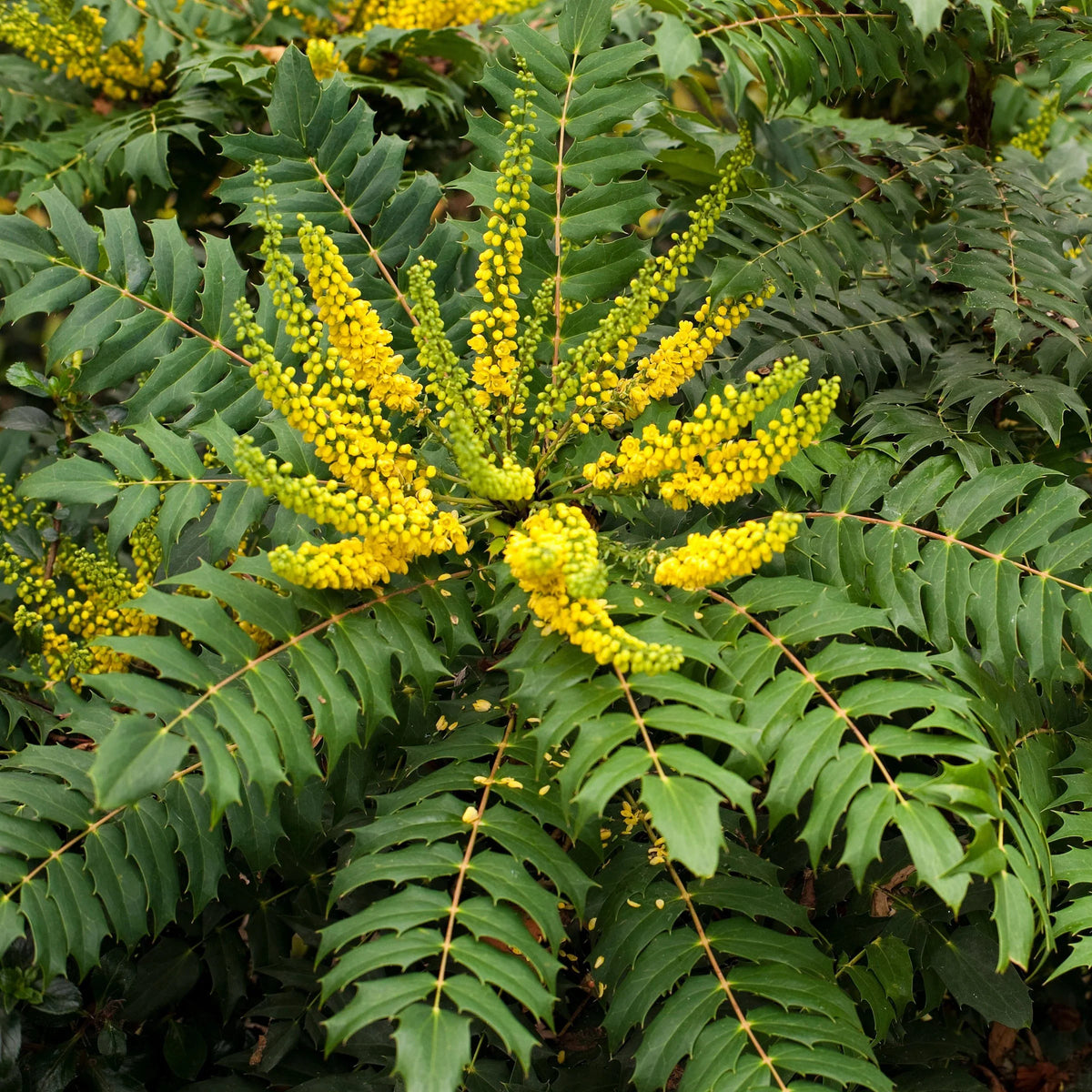 Funky Flow Mahonia Starter Plant - Live Bareroot Evergreen Shrub with Unique Textured Foliage - Mahonia hybrid