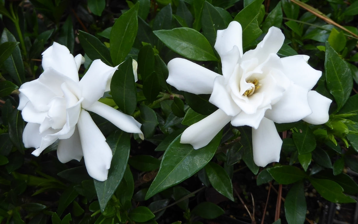 3 Live Rooted Gardenia Plants | 4”-5” Fragrant White Flowering Shrub | Gardenia spp. for Home or Garden