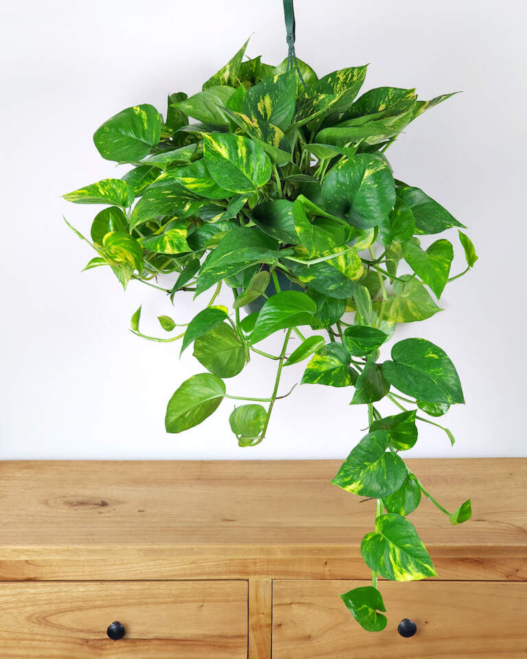6 Golden Pothos Rooted Cuttings | 3-6” Live Indoor/Outdoor Plant | Air-Purifying Houseplant | Epipremnum aureum