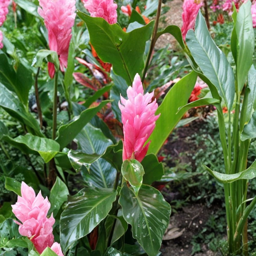 Hawaiian Pink Ginger Plants - 2 Live Alpinia purpurata - Tropical Flowering Plant with Pink Bracts - Indoor/Outdoor Decor