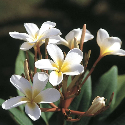 1 White Hawaiian Plumeria Cutting | 9-12" Unrooted Stem | Frangipani Tree | Plumeria alba | Fragrant Tropical Flower