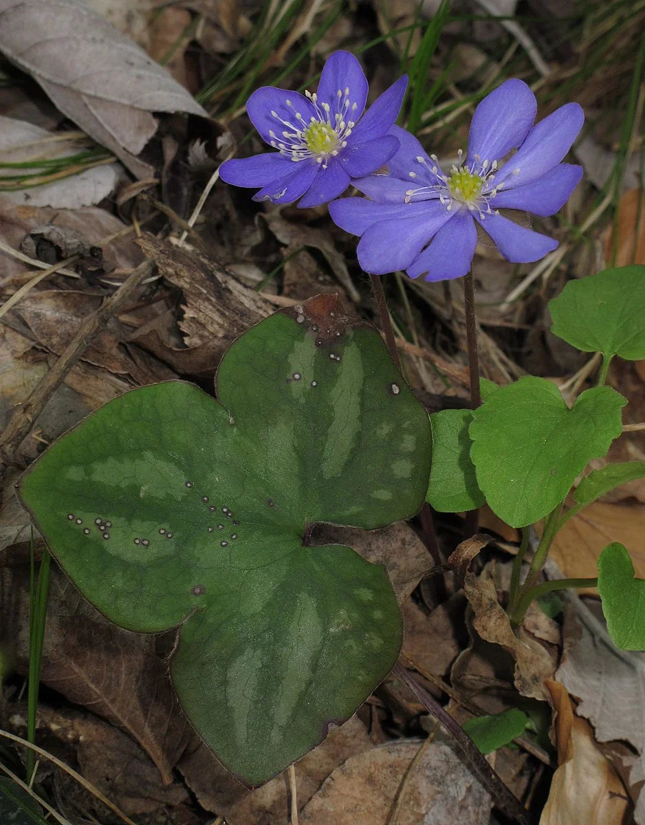 Hepatica Plants - 5 Bare-Root Early Spring Bloomers - Anemone hepatica - Shade Garden Perennial Wildflower