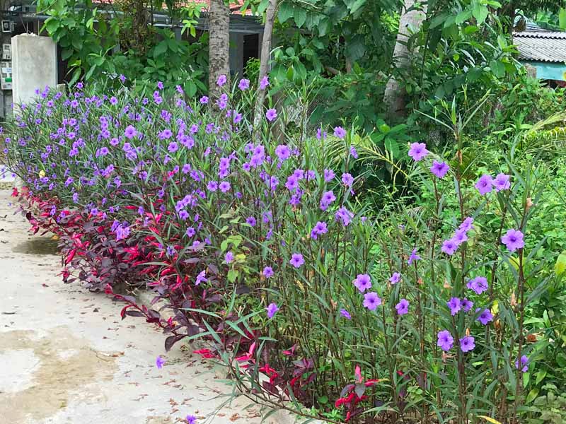 6 Rhizome Cuttings Mexican Petunia | Purple Flowering | Ruellia simplex | Ornamental Garden & Container Plant