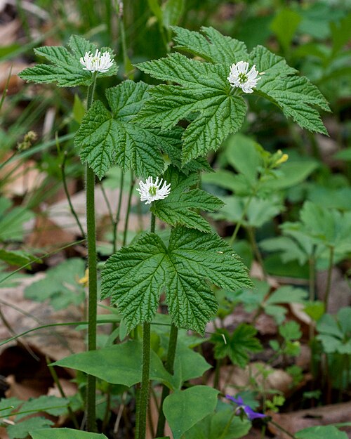 Live Goldenseal Roots - 5 Bare Root Medicinal Herb Plants - Hydrastis canadensis - Native Shade Perennial for Woodland Gardens
