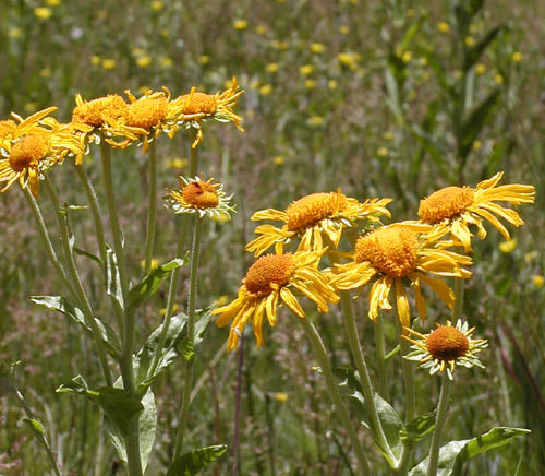 Hymenoxys hoopesii Seeds - 40 Non-GMO Orange Mountain Daisy Wildflower Seeds for Pollinator Gardens