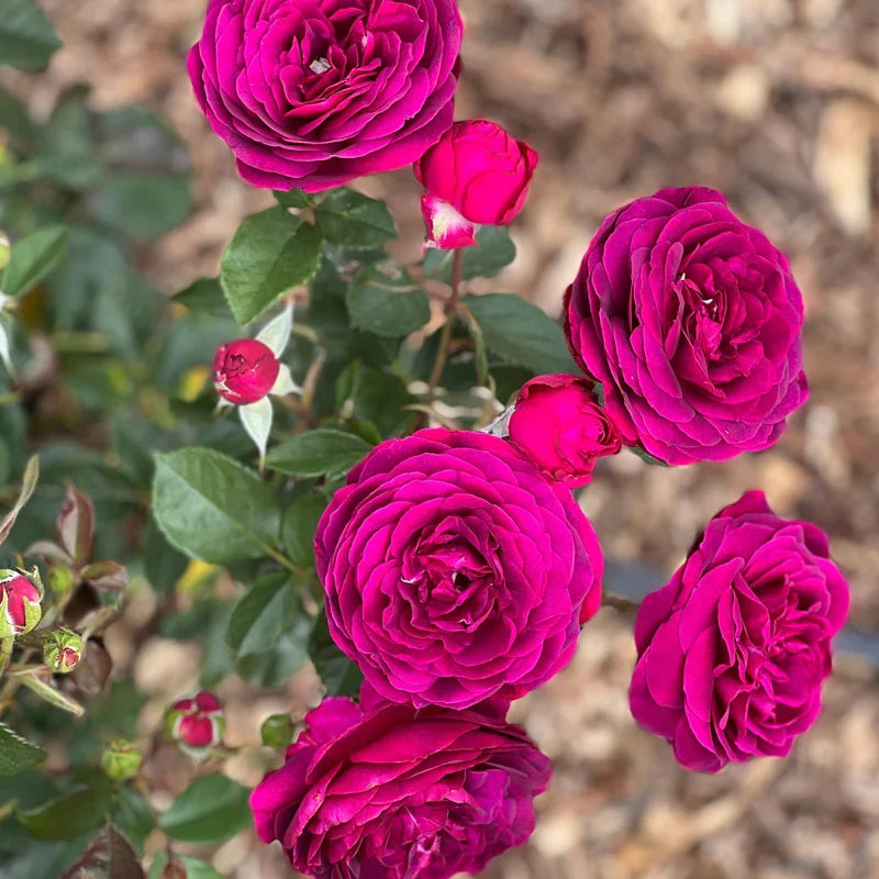 Celestial Night Rose Cuttings (3 Unrooted) - Deep Purple Rosa ‘Celestial Night’ for Rooting & Grafting - Rare Garden Plant