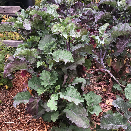 1 Unrooted Purple Tree Collard Cutting – Perennial Kale (Brassica oleracea), Heirloom Edible Leafy Green for Gardens