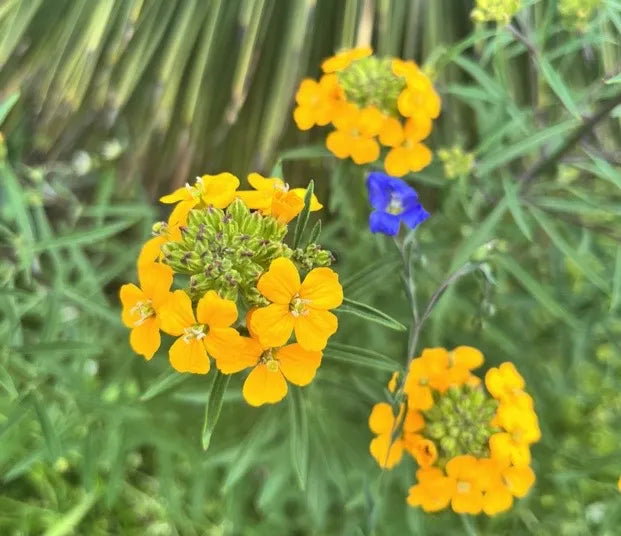 Erysimum capitatum Seeds - 100 Non-GMO Western Wallflower Seeds for Pollinator Gardens & Meadows, Native Wildflower
