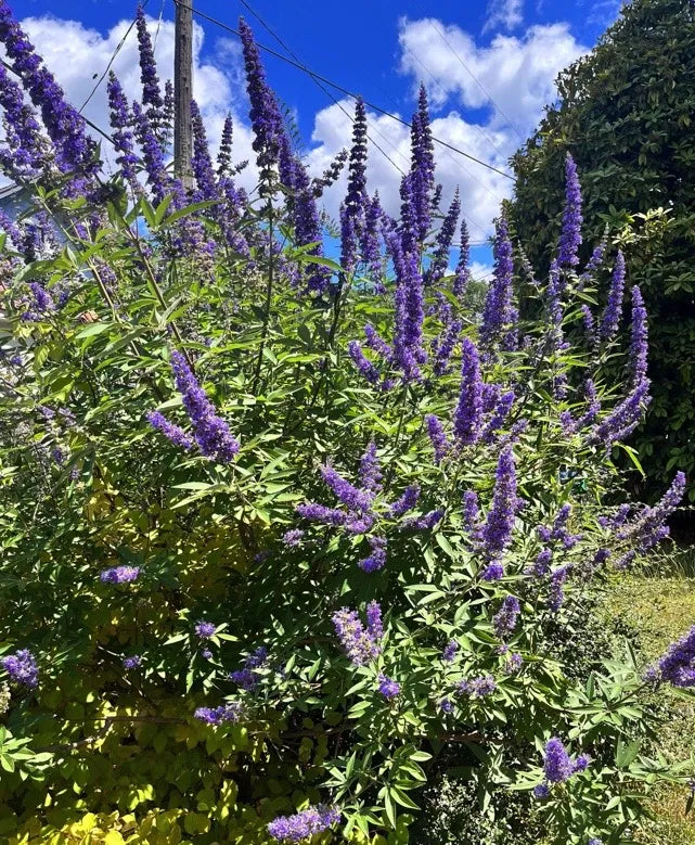 10 Unrooted Cuttings Vitex agnus-castus Chaste Tree – Blue Flowering Shrub for Garden, Landscape, Ornamental Use