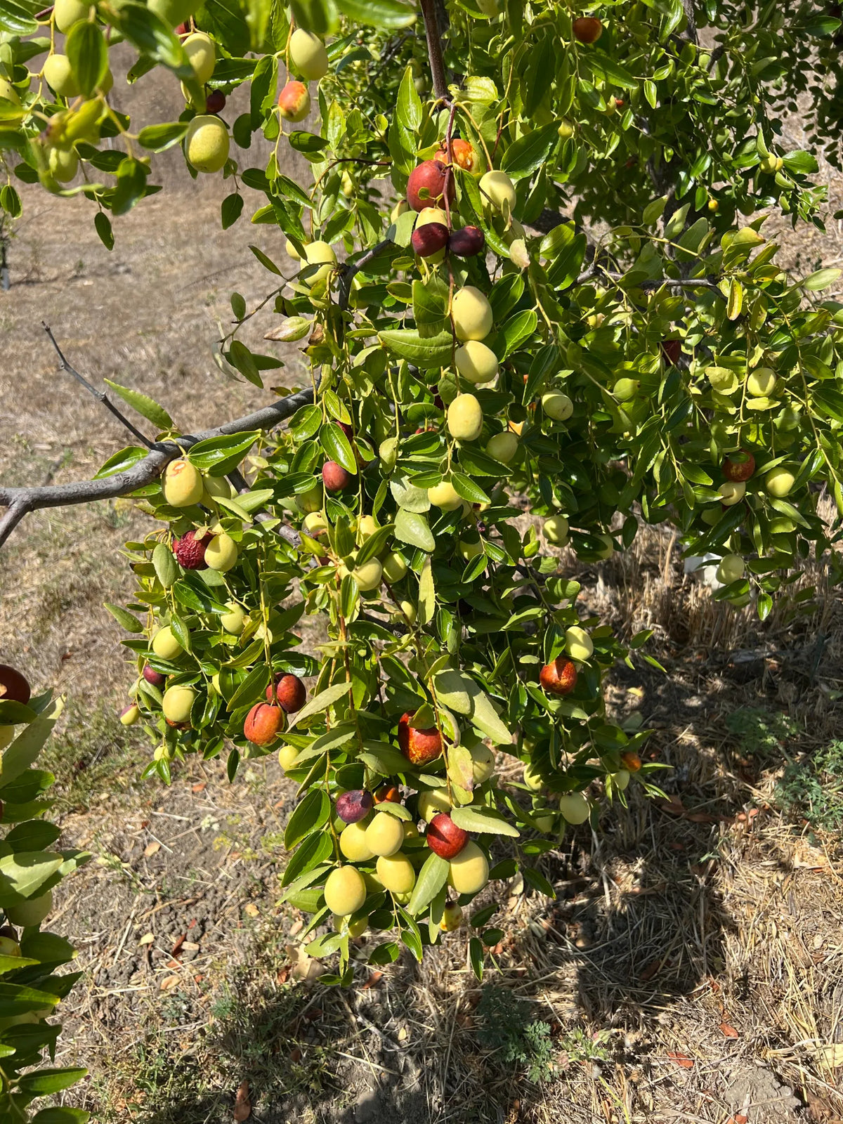 Unrooted Jujube Tree Cuttings 5pcs | Chinese Date | Ziziphus jujuba | Edible Hardy Fruit Trees for Planting