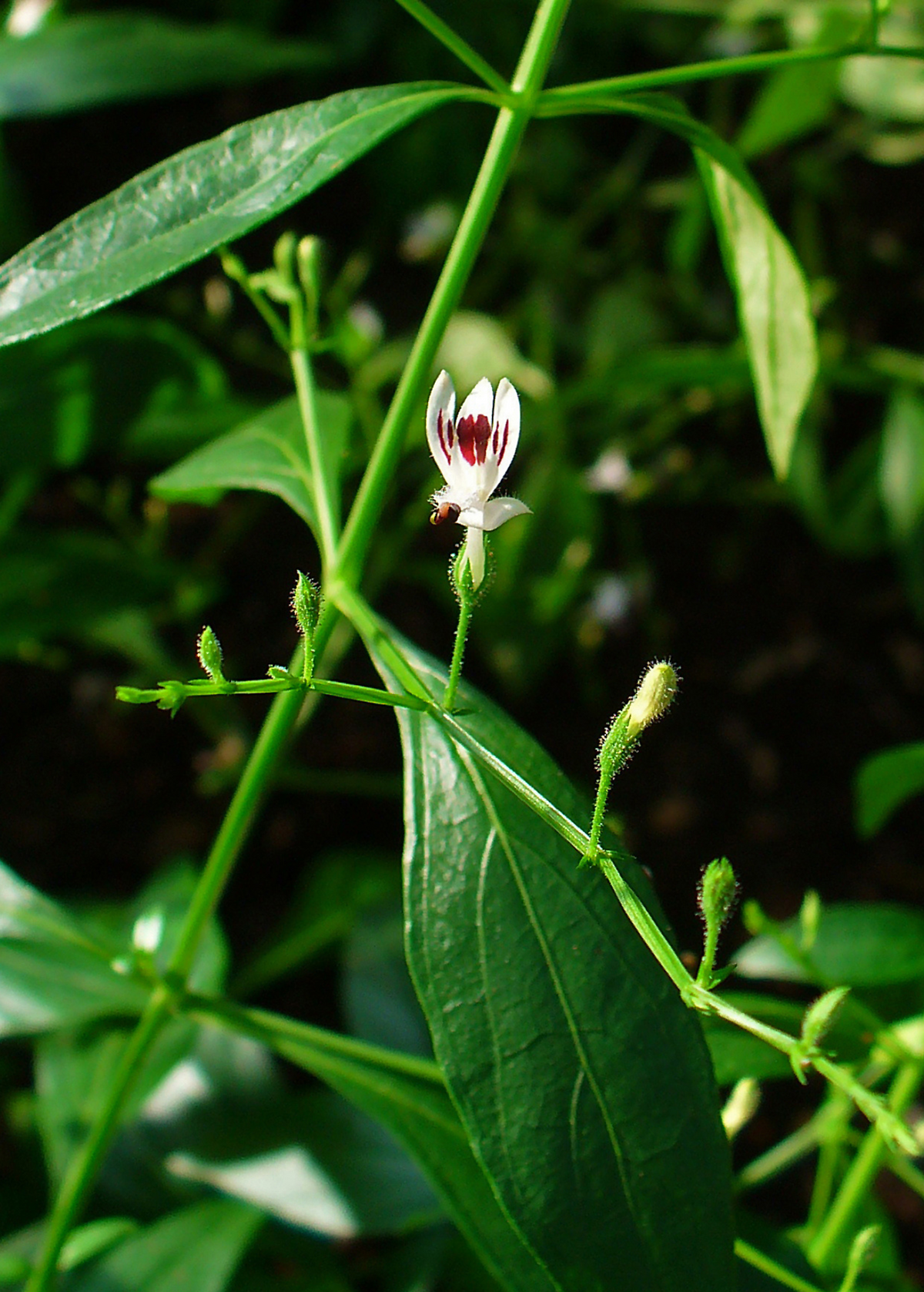 King of Bitters Plant - Live Herb - Andrographis paniculata - Medicinal Uses, Immunity Booster, Evergreen, Indian Echinacea
