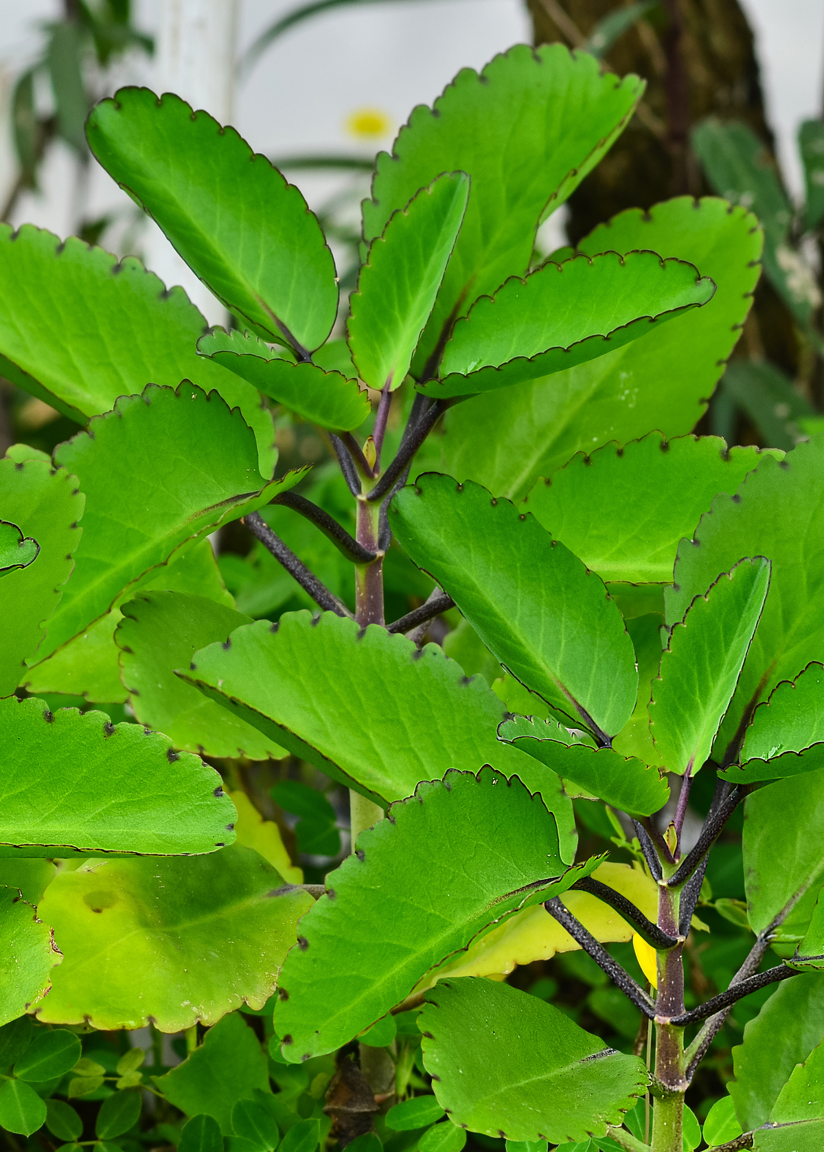 Leaf of Life Plant - Succulent Perennial Herb with Pink/Yellow Flowers - Bryophyllum pinnatum - Medicinal Healing Properties