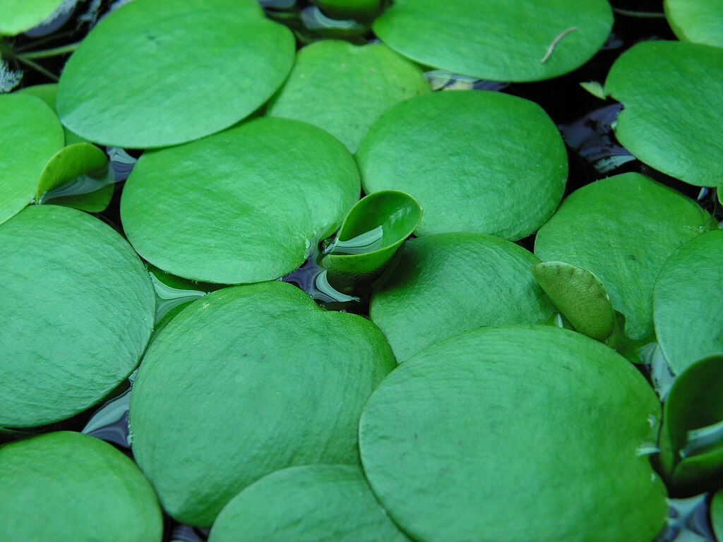 Live Frogbit Plant | Bareroot Floating Aquatic Plant | Limnobium laevigatum | Hardy Water Garden Oxygenator