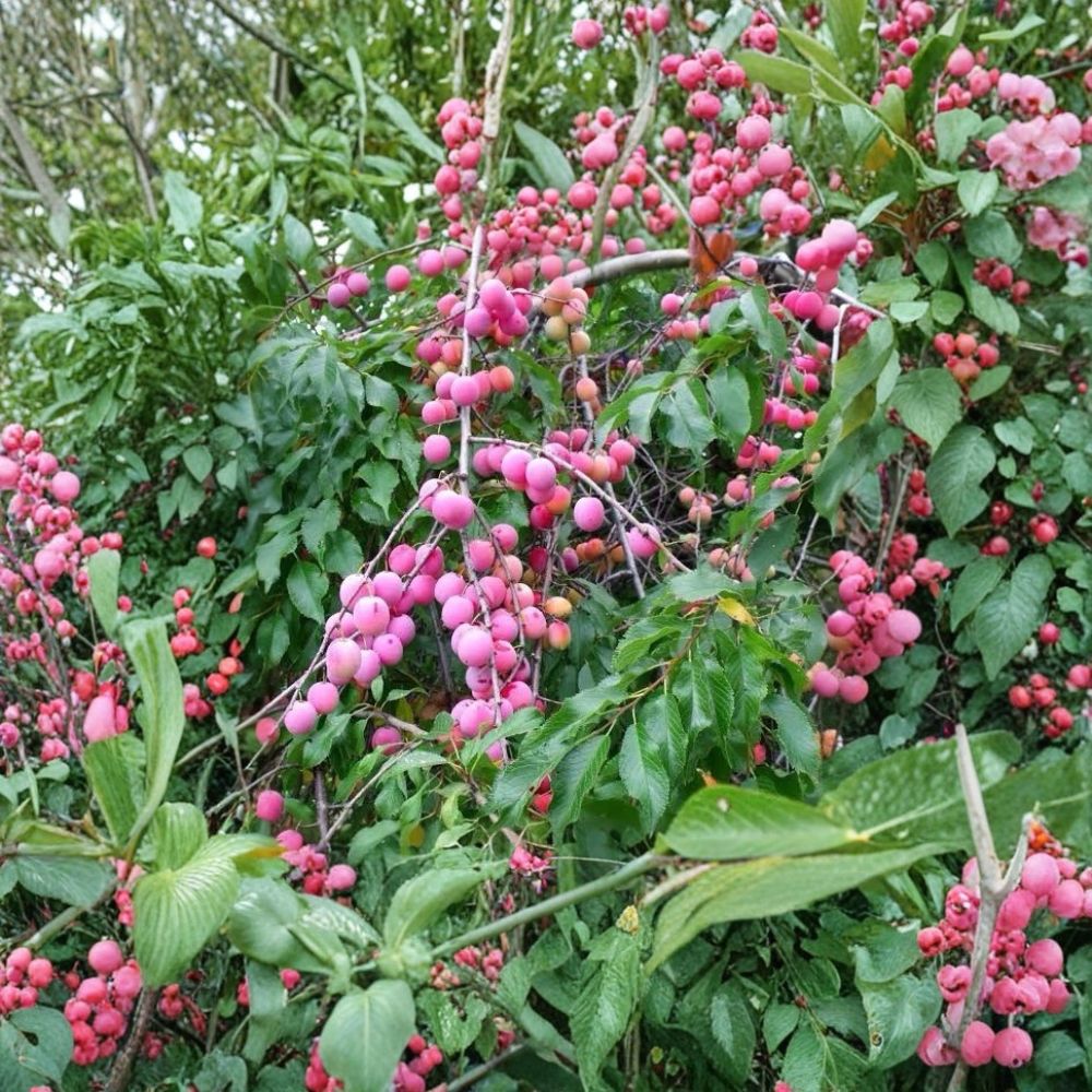 American Plum Tree Live Plant | 2 Ft Tall Bare Root Fruit Tree | Prunus americana | Fast Growing Edible Red Plum
