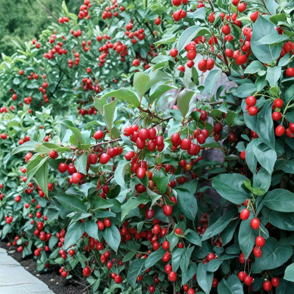 Goumi Berry Seeds | 5 Rare Edible Seeds | Elaeagnus multiflora | Cold Hardy Fruit Shrub | Nitrogen Fixing Plant