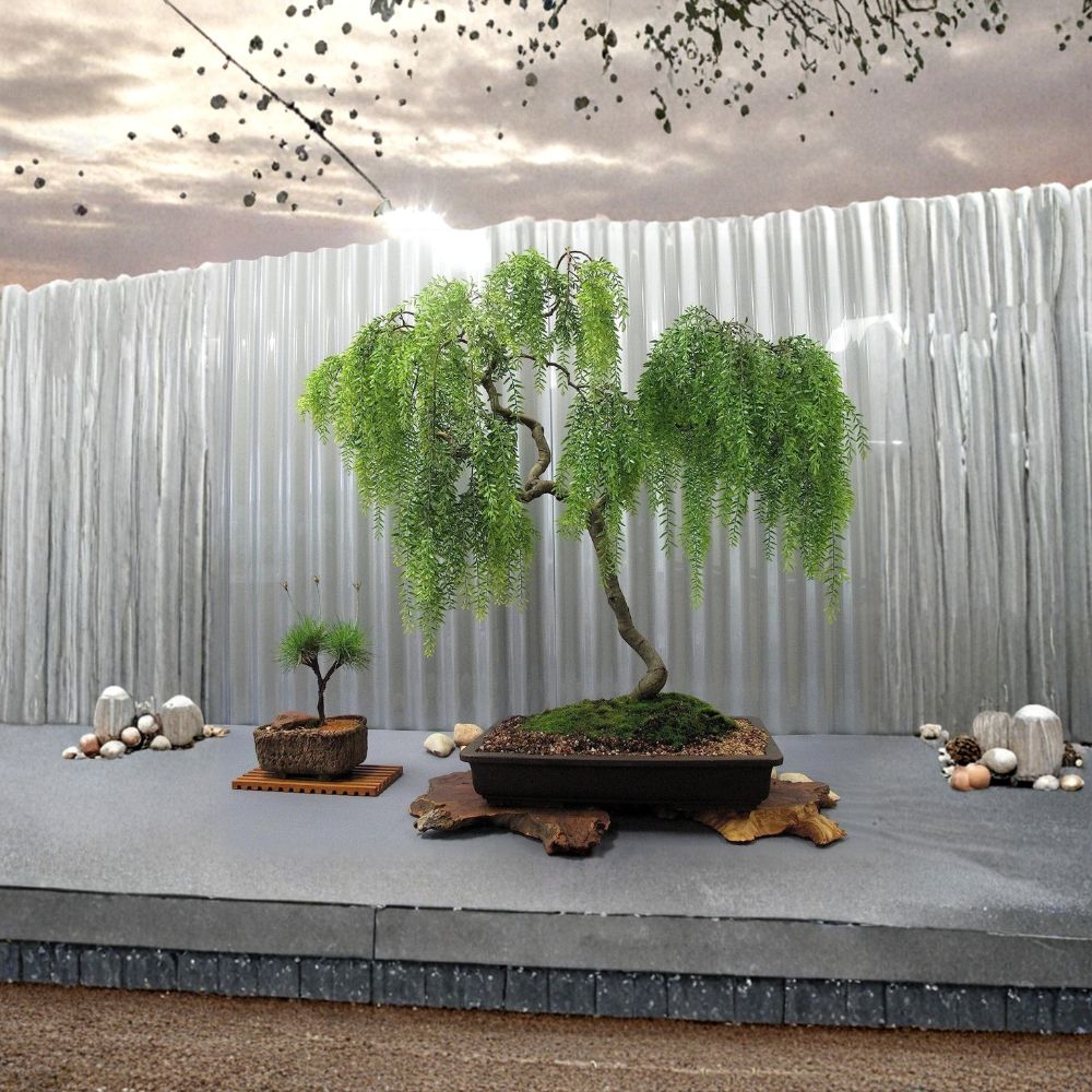 Dwarf Australian Weeping Willow Cutting - Live Bonsai Starter Plant | Fast Growing Salix Hybrid | Bare Root for Indoor Outdoor Use
