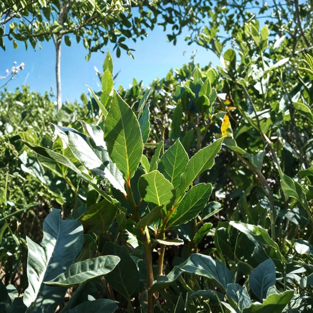Bay Leaf Tree Live Plant | 5–7 Inch Sweet Bay Laurel | Laurus nobilis | Indoor Outdoor Culinary Herb | Evergreen Potted Plant
