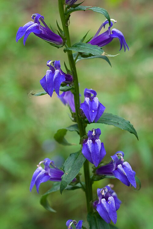 Lobelia Seeds 500 Count - Great Blue Lobelia Wildflower, Non-GMO Perennial, Native Pollinator Plant, Lobelia siphilitica