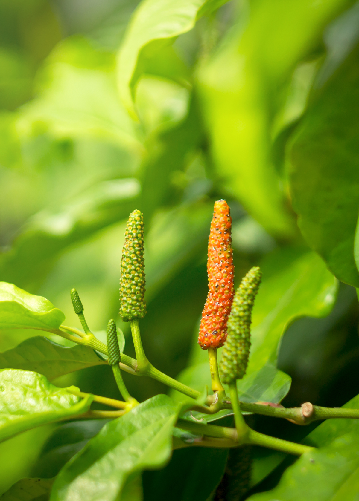 Long Pepper Plant - Culinary Spice, Medicinal Herb - Piper longum - Indian Long Pepper with Bold Flavor