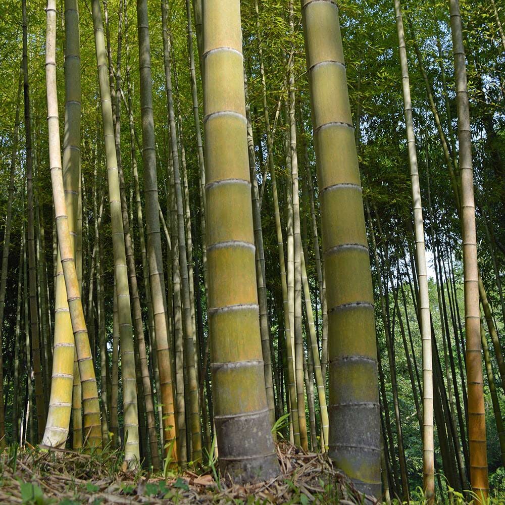 Moso Bamboo Roots - 2 Pack - Fast Growing, Cold Hardy Phyllostachys edulis - Ideal for Privacy Screens and Windbreaks