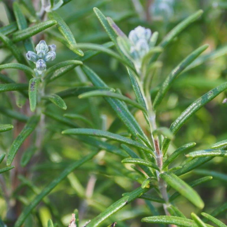 12 Organic Rosemary Cuttings 10” | Salvia Rosmarinus | Live Herb Starter for Culinary, Medicinal, Aromatic Use