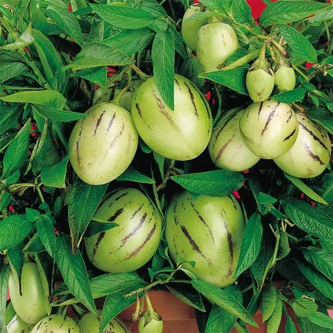 6 Unrooted Cuttings Kendall's Gold Pepino Melon | Rare Golden Variety | Solanum Muricatum | Sweet Cucumber Plant