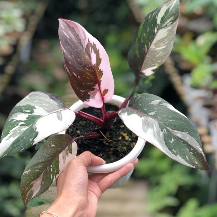 Philodendron ‘Red Anderson Princess’ Live Plant 3-5" Bareroot | Rare Variegated Aroid | Indoor Tropical Houseplant