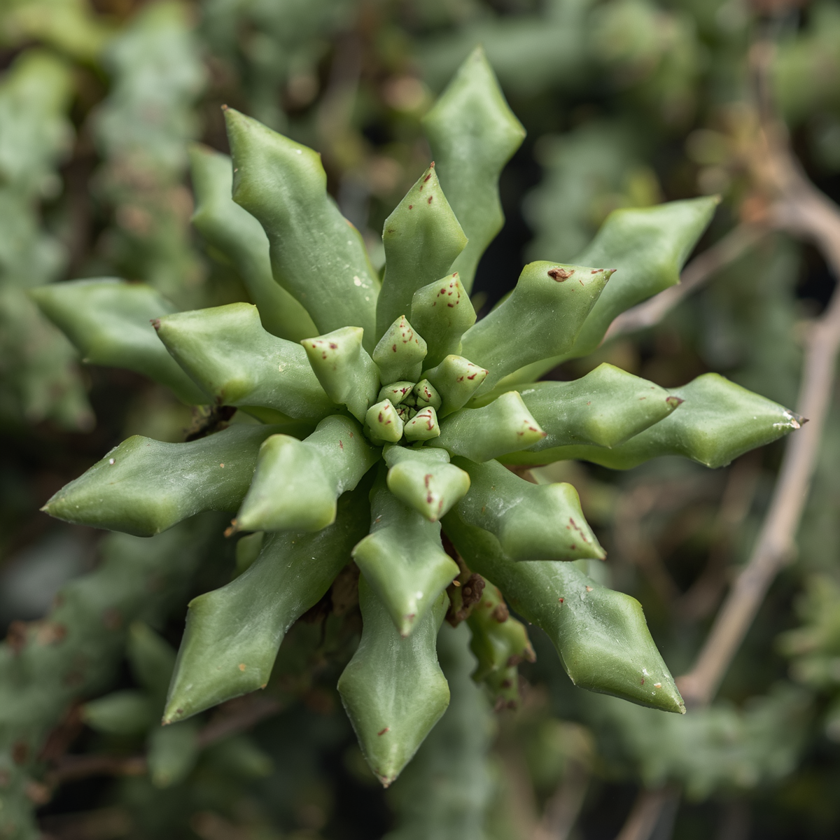 Draping Succulent Plant - Rhipsalis Rhombea "Dave" - 3 Leaf Segments - Indoor Houseplant for Easy Care & Air Purification