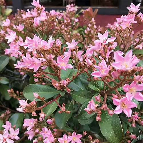 7 Unrooted Indian Hawthorn 'Pink Dancer' Cuttings | Rhaphiolepis indica | Flowering Shrub with Pink Blooms for Propagation