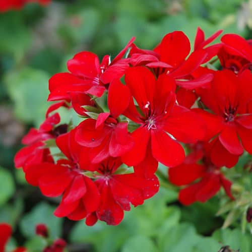 3 Ivy Geranium Cuttings 6" Rose Red Pelargonium peltatum Unrooted Live Stems for Hanging Baskets & Container Gardens