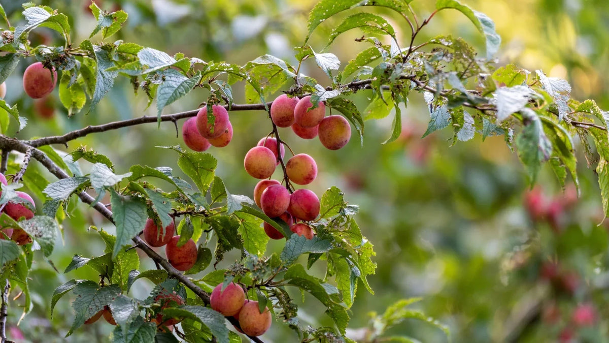 3 Plum Tree Cuttings 6" Unrooted | Hardwood Scions for Grafting | Heirloom Hybrid Variety | Prunus Domestica