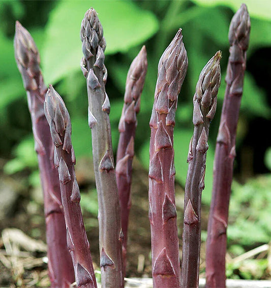 10 Bare Root Purple Passion Asparagus Crowns | 2-Year Heirloom Vegetable Plants | Asparagus officinalis