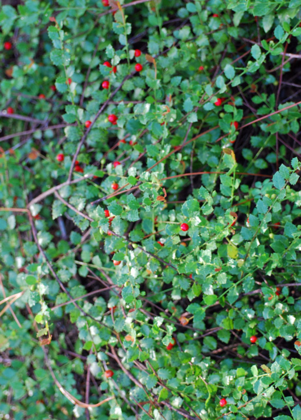 Quail Berry Shrub - Evergreen Perennial with Red Berries - Crossopetalum ilicifolium - Ground Cover for Birds