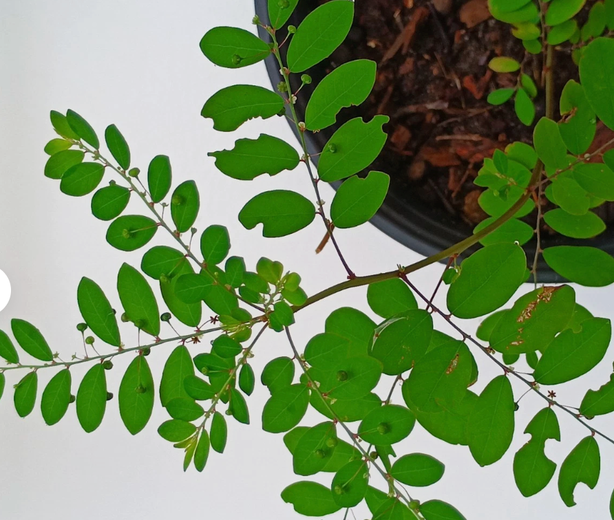 Organic Stone Breaker Plants 4-6 inch, Chanca Piedra Herb, Phyllanthus niruri, Live Indoor/Outdoor Plants, 2 Pack