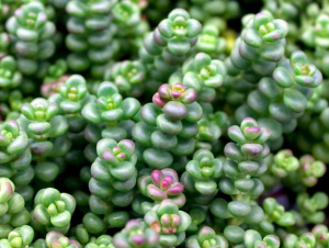 Spreading Stonecrop 1 Live Plant - 4-Inch Pot - Sedum divergens - Low-Growing Succulent for Rock Gardens and Containers