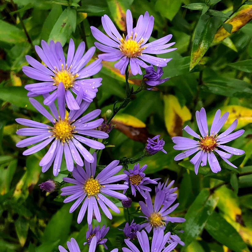 Smooth Blue Aster Seeds - 100 Native Perennial Wildflower Seeds - Symphyotrichum laeve - Pollinator-Friendly Garden Plants