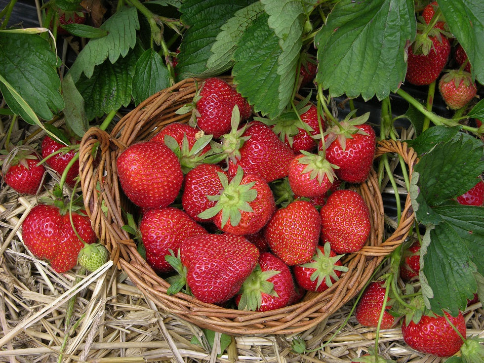 Sparkle Strawberry Plants - 25 Bare Root - June-Bearing Heirloom - Cold Hardy, Sweet Flavor - Fragaria × ananassa
