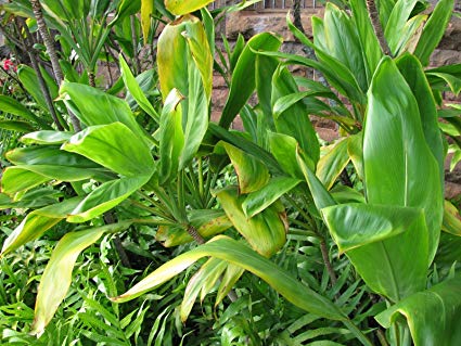 10 Hawaiian Ti Leaf Cuttings 6" Starter Logs - Cordyline fruticosa - Tropical Plant Stems for Landscaping & Garden Borders