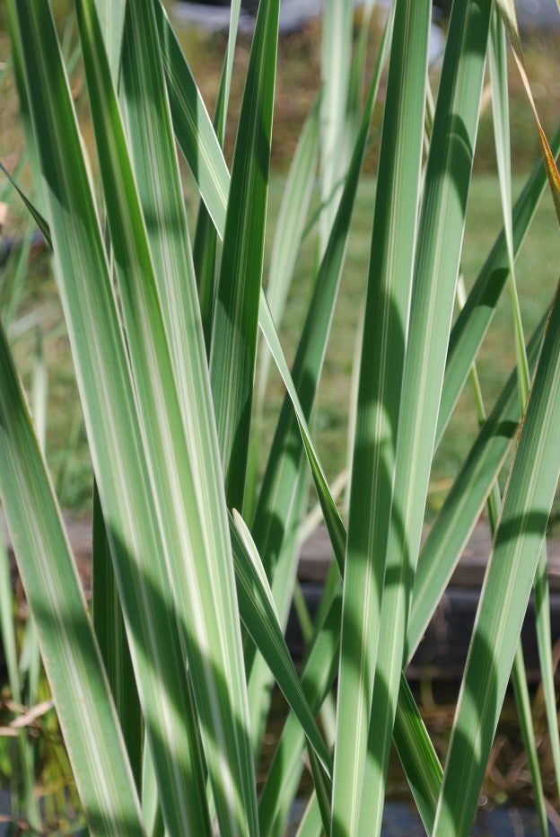 Live Bareroot Variegated Cattail Plant | Hardy Aquatic Marginal Pond Plant | Typha latifolia variegata | Green and Cream Foliage