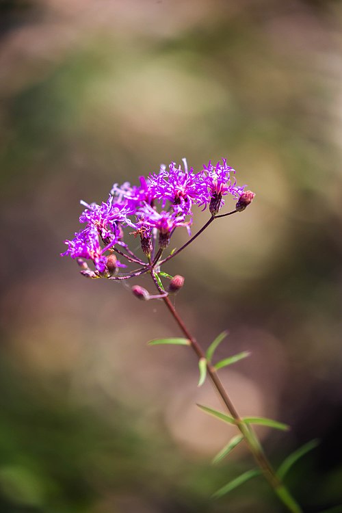 100 Vernonia angustifolia Seeds | Tall Ironweed | Native Perennial Wildflower | Pollinator-Friendly Garden Plant