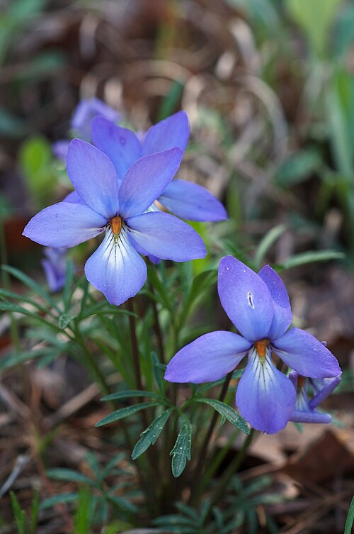 10 Bare-Root Bird's-Foot Violet Plants | Viola pedata | Native Wildflower | Prairie & Woodland Perennial | Spring Bloomer