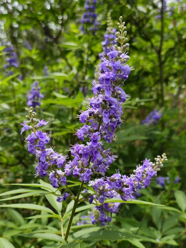 Live Vitex Chaste Tree Plant - Lilac Purple Blooms - Fast-Growing Shrub for Pollinators - Vitex agnus-castus