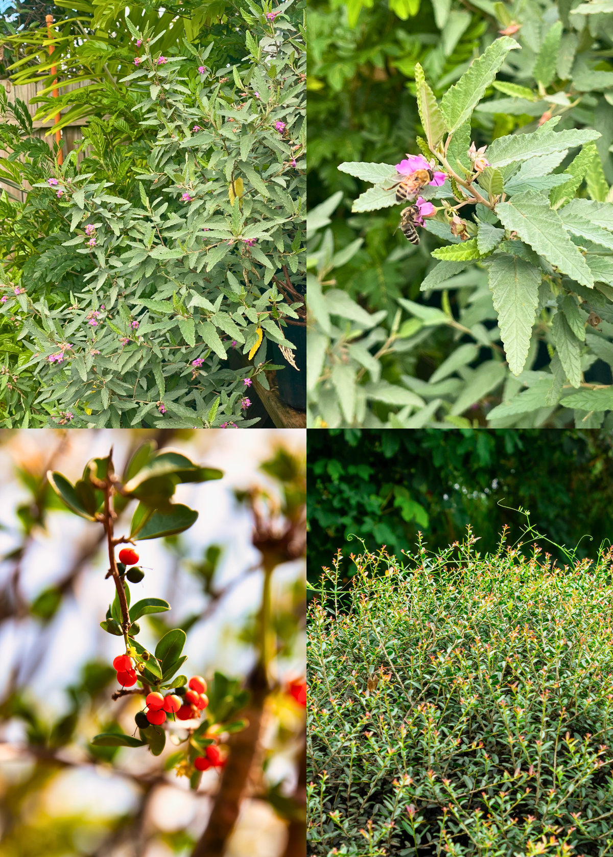 Florida Native Tea Duo Set - Yaupon Holly & Tea Bush - Ilex vomitoria & Melochia tomentosa - Eco-Friendly Garden Plants