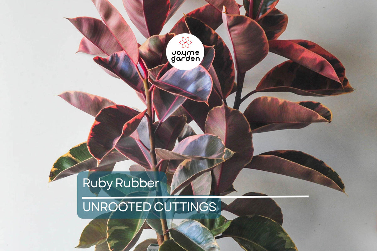 Ruby Rubber Plant Cuttings - 3 Fresh Cuttings, Ficus elastica 'Ruby', Variegated Leaves, Indoor Plant for Propagation