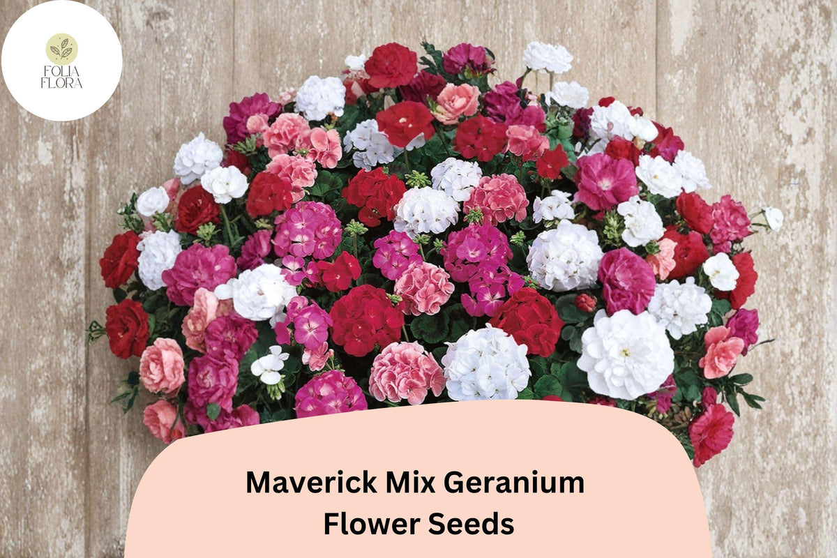 25+ Maverick Mix Geranium Seeds - Pink, White, Red Flowers - Hardy Perennial - Geranium 'Maverick Mix' for Garden Planting