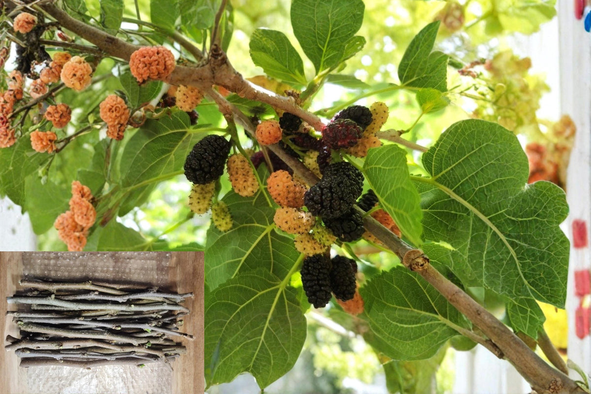 Black Mulberry Cuttings 12 Inch Unrooted Morus nigra Large Fruit - 30 Fresh Propagation Cuttings for Home Orchards