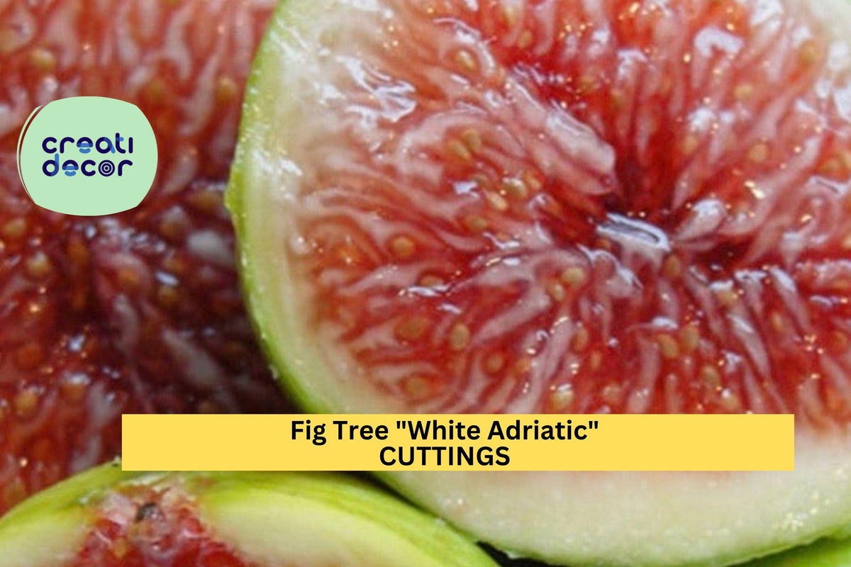 3 Unrooted Fig Cuttings | White Adriatic Ficus Carica | Heirloom Variety for Grafting or Rooting | Free US Shipping