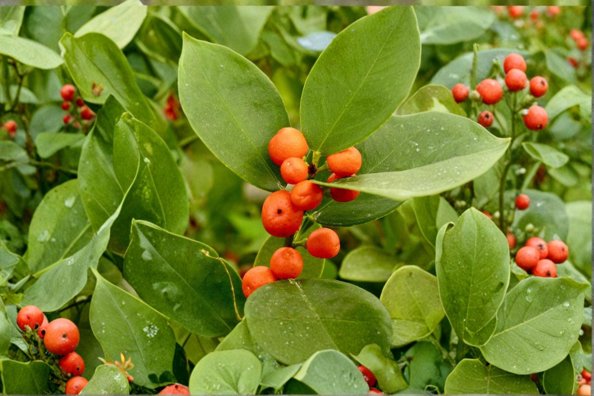 Hong Kong Kumquat Plant 8-12" Live Citrus Tree (Fortunella hindsii) - Ornamental Citrus with Glossy Leaves & Fragrant Blossoms