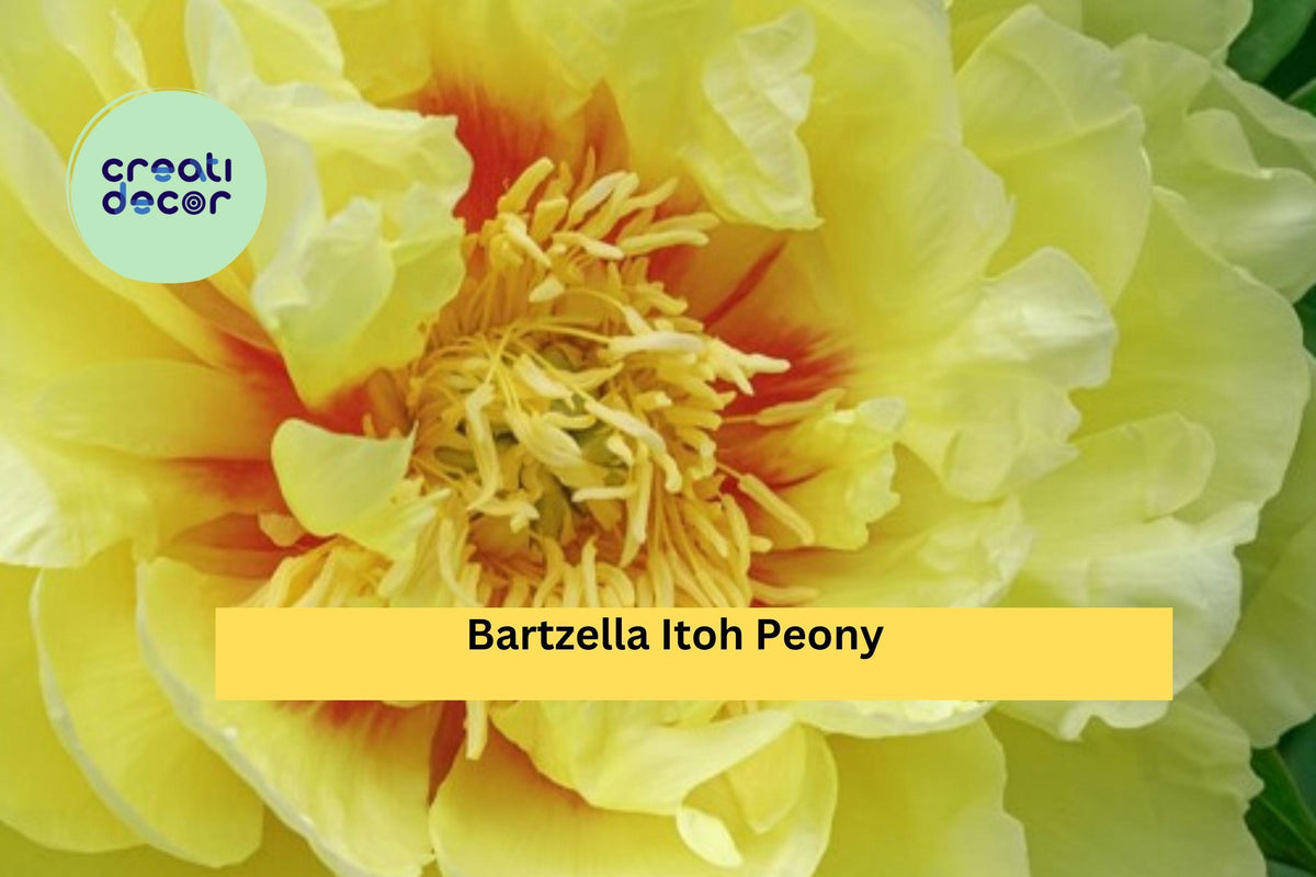 Bartzella Itoh Peony Bare Root 3/5 Eye | Yellow Perennial Flower Plant | Paeonia × Itoh ‘Bartzella’ for Garden Borders